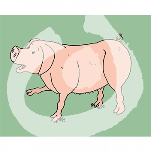 Fabel-Schwein4-1885.png
