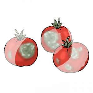 Tomaten-verschimmelt-1965.png
